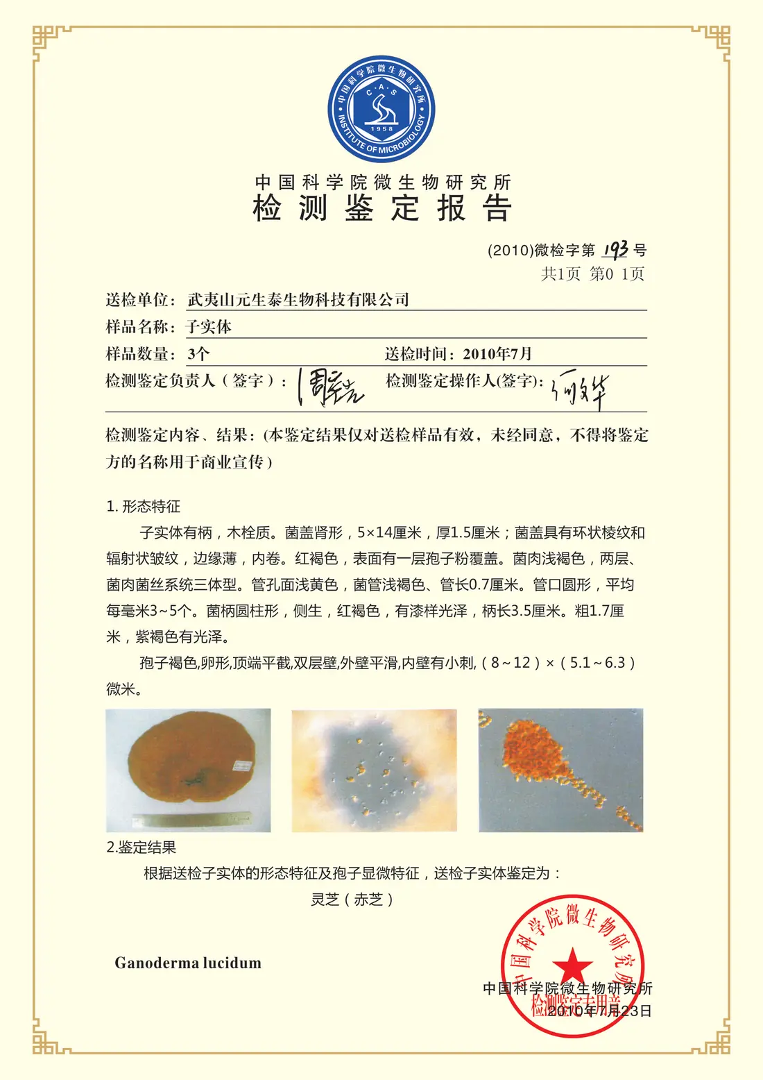 赤芝（灵芝）菌种鉴定证书