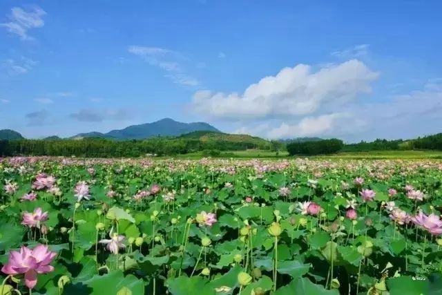 和你走过武夷山的春夏秋冬，看属于我们的风景(图7)