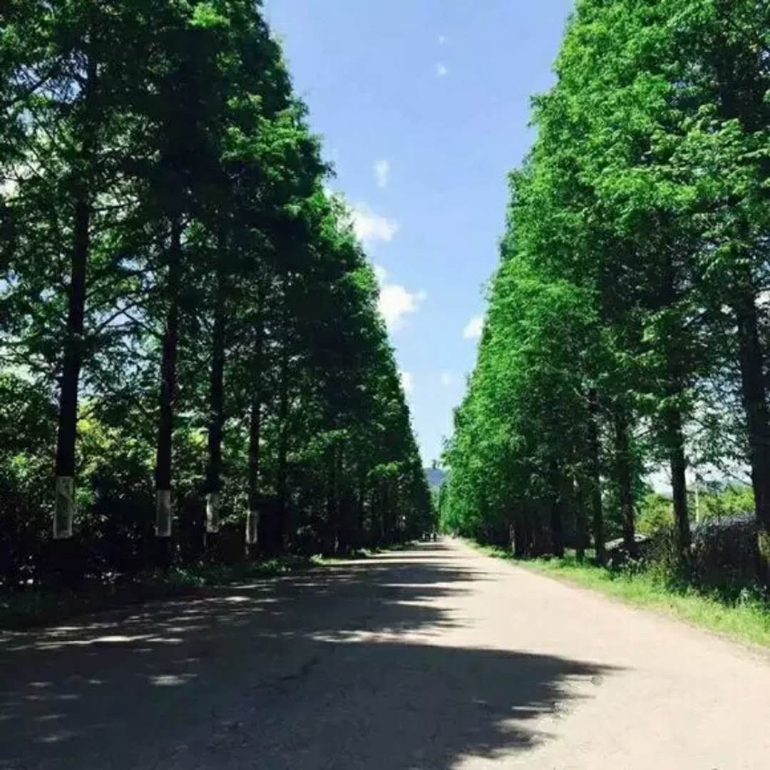 和你走过武夷山的春夏秋冬，看属于我们的风景(图8)