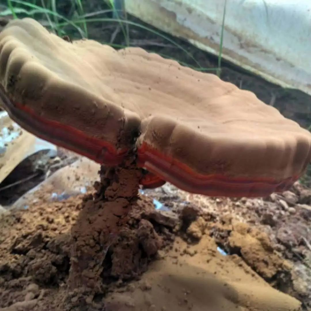 别再对灵芝有这些误解了！(图1)