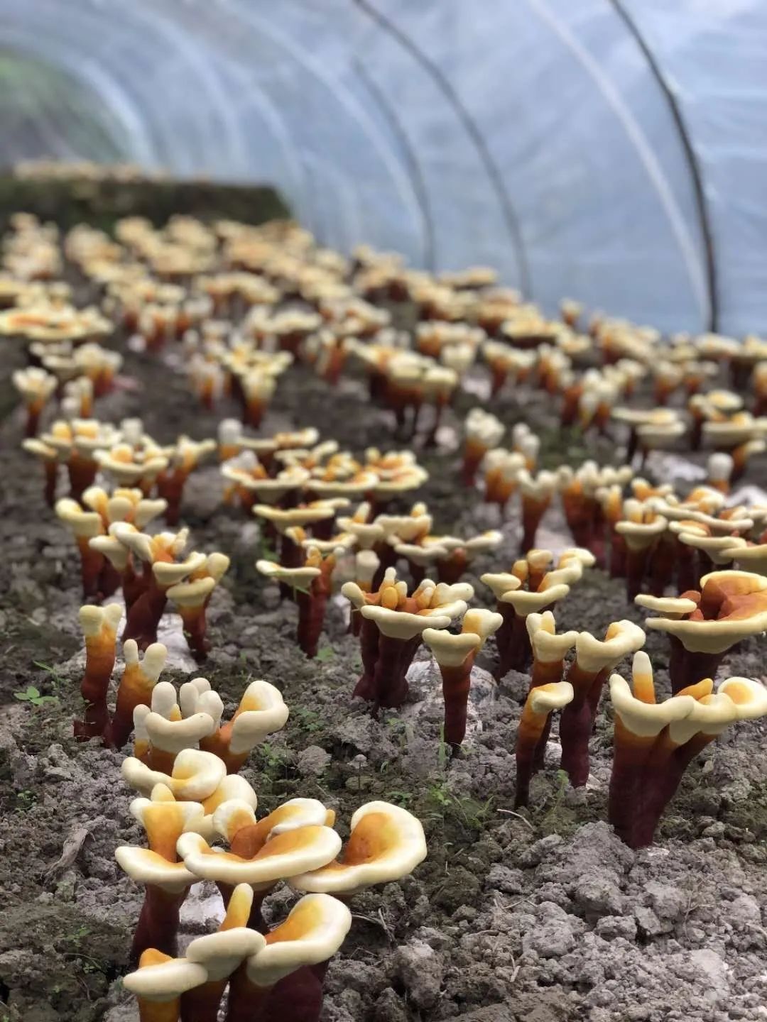 别再对灵芝有这些误解了！(图4)