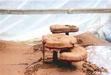 别再对灵芝有这些误解了！(图3)