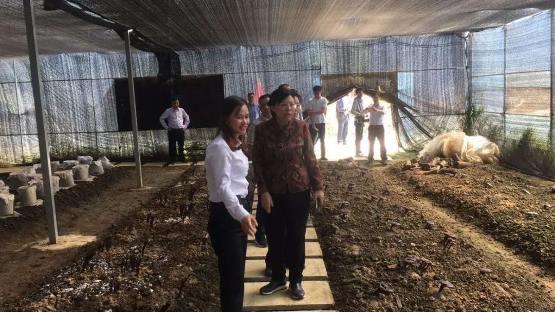 福建省人大常委会党组副书记、副主任雷春美等一行莅临元生泰基地视察指导(图2)