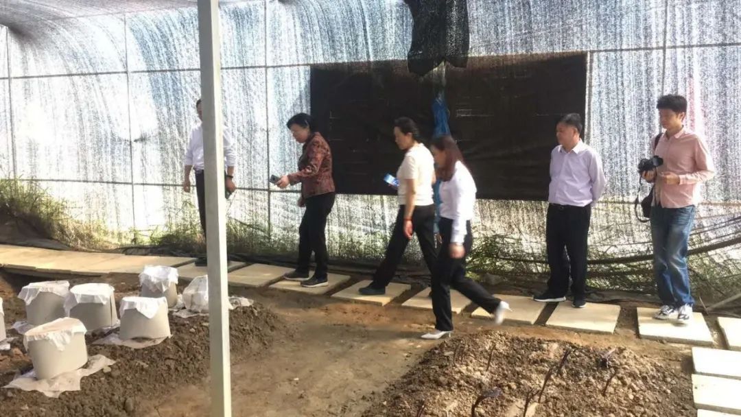 福建省人大常委会党组副书记、副主任雷春美等一行莅临元生泰基地视察指导(图3)