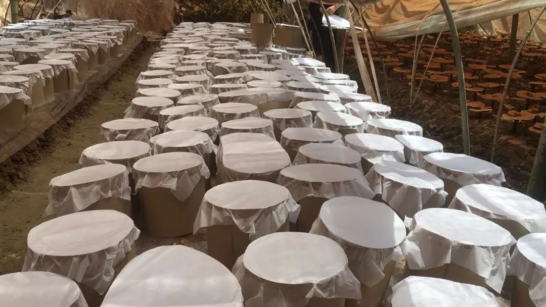福建省人大常委会党组副书记、副主任雷春美等一行莅临元生泰基地视察指导(图5)